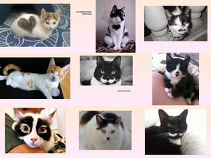 klicke hier, um die Datei herunterzuladen Katzen mit Merkmalen