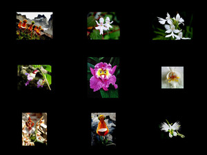 klicke hier, um die Datei herunterzuladen Blumenarten, die wie Tiere und Vögel aussehen