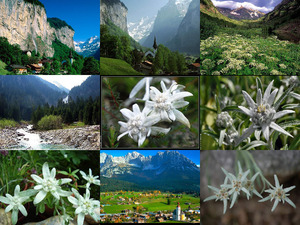 Edelweiss 