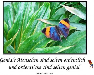 Schmetterlinge 1