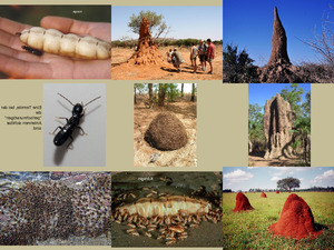 Bewunderswerte Termiten 