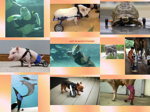 klicke hier, um die Datei herunterzuladen Hightech Prothesen für Tiere