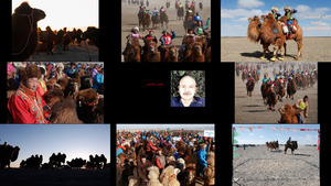 Das Temeenii Bayar Camel Festival in der Mongolei