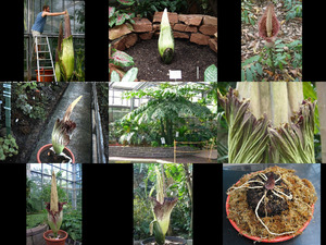 klicke hier, um die Datei herunterzuladen Titan Arum