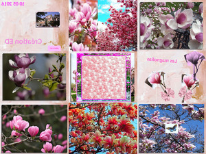 klicke hier, um die Datei herunterzuladen Magnolien