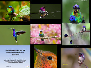 klicke hier, um die Datei herunterzuladen Kolibris