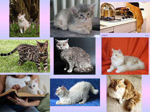 klicke hier, um die Datei herunterzuladen Beliebte Katzen in USA