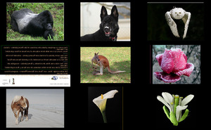 klicke hier, um die Datei herunterzuladen Tiere und Blumen