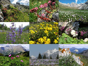 Blumen in den Dolomiten