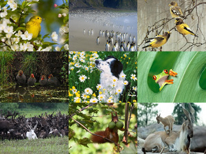 klicke hier, um die Datei herunterzuladen Animales - Tiere