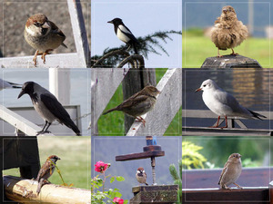 klicke hier, um die Datei herunterzuladen Der Spatz