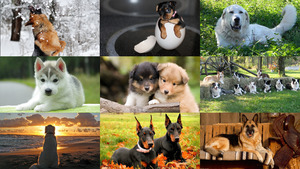 klicke hier, um die Datei herunterzuladen Hunde