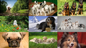 klicke hier, um die Datei herunterzuladen Hunde