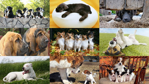 klicke hier, um die Datei herunterzuladen Hunde