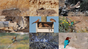 klicke hier, um die Datei herunterzuladen Faszinierende Vogelwelt