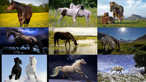 klicke hier, um die Datei herunterzuladen Paarden 3 - Pferde