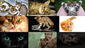 klicke hier, um die Datei herunterzuladen Katzen