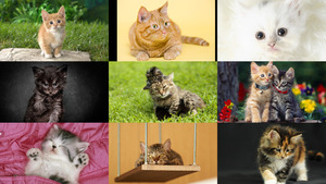 klicke hier, um die Datei herunterzuladen Katzen