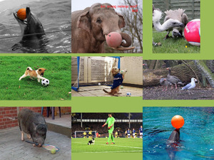 klicke hier, um die Datei herunterzuladen Tiere spielen gerne mit Ball