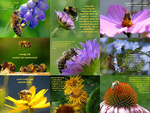 klicke hier, um die Datei herunterzuladen Bienen