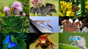 klicke hier, um die Datei herunterzuladen Insekten 8