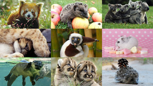 klicke hier, um die Datei herunterzuladen Lustige Tiere 2