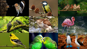 klicke hier, um die Datei herunterzuladen Vögel 4