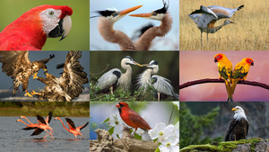 klicke hier, um die Datei herunterzuladen Vögel 3