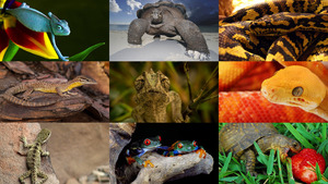 klicke hier, um die Datei herunterzuladen Reptilien 2