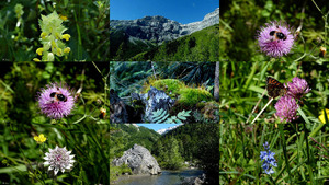 Walliser Alpen - Lotti - Blumen und Natur