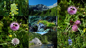 klicke hier, um die Datei herunterzuladen Walliser Alpen - Lotti - Blumen und Natur