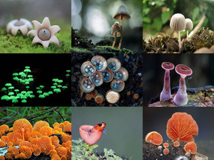 Wunder der Pilze