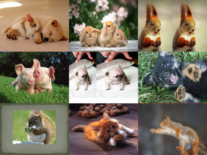 klicke hier, um die Datei herunterzuladen Tierfreunde 57