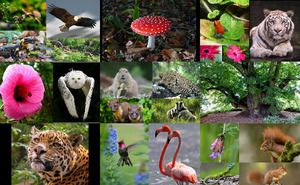 Fauna en Flora - Fauna und Flora