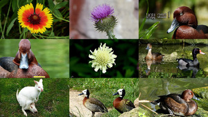 klicke hier, um die Datei herunterzuladen Natur und Blumen