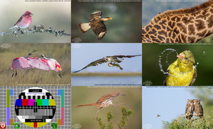 2016 Audubon Photography Awards - Erkan