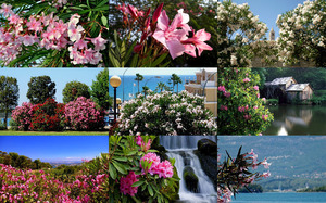 klicke hier, um die Datei herunterzuladen Oleanders - Judy - Oleander Pflanzen