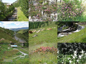 klicke hier, um die Datei herunterzuladen Wunderschoene Natur