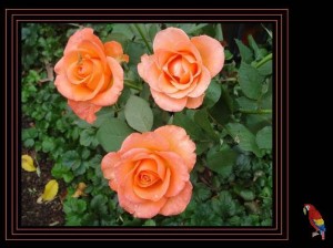 Rosen aus Rhodos Cindy Bert