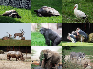 klicke hier, um die Datei herunterzuladen Zoo Dvur Kralove
