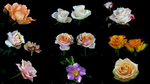 klicke hier, um die Datei herunterzuladen Dreaming about Roses - Luci - Träumen über Roses