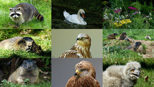 klicke hier, um die Datei herunterzuladen Look around please - Schauen Sie sich um Sie Natur und Tier