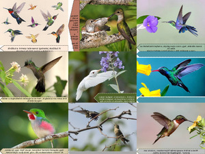 Wunderbare Kolibris
