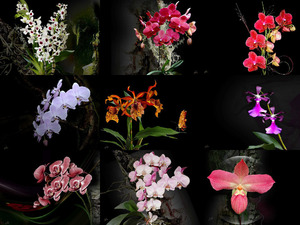 Orchideen