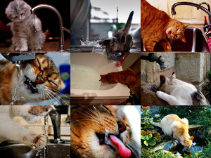 klicke hier, um die Datei herunterzuladen Katze und Wasser