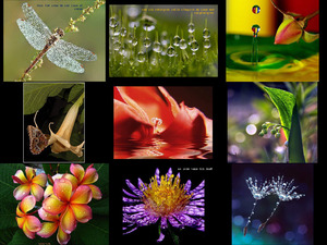 klicke hier, um die Datei herunterzuladen Macrofotografie