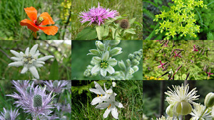 klicke hier, um die Datei herunterzuladen Blumen aus den Bergen