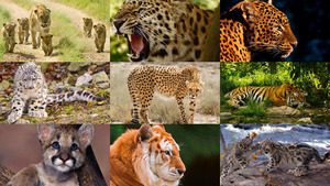 klicke hier, um die Datei herunterzuladen Wilde katzen 1