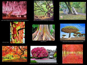 klicke hier, um die Datei herunterzuladen Amazing Trees