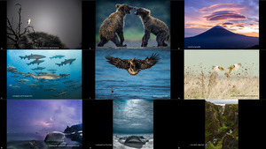 2016 National Geographic Nature Photographer of the Year 1
